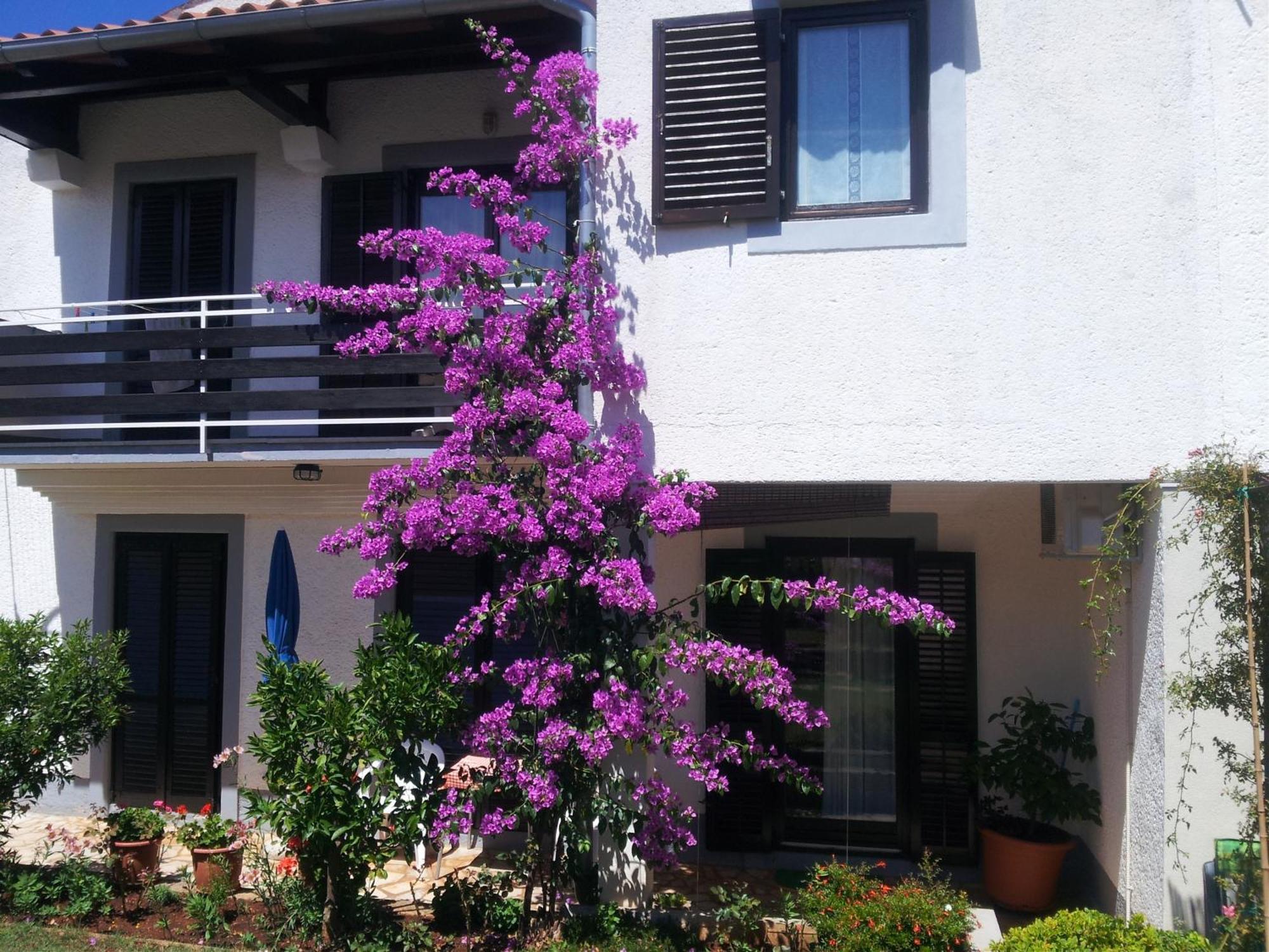 Apartments Barac Poreč Zewnętrze zdjęcie